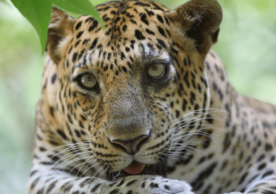 Cambodian Wildlife In Danger As Ecotourism Collapses Travel Asia Now