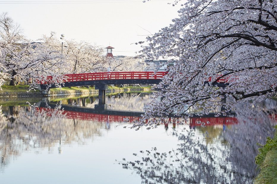 Takada Cherry Blossom Festival  Travel Japan - Japan National