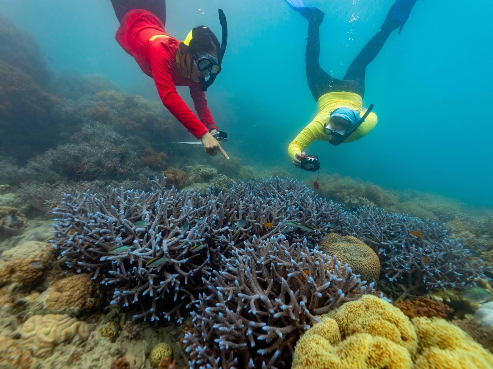 Dive into conservation: Red Cat Adventures in the Whitsundays